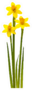 Three Daffodils Standing Tall Sticker