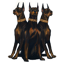 Three Dobermans Sticker