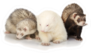 Three Ferrets Posing For Portrait Sticker
