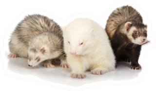 Three Ferrets Posing For Portrait Sticker