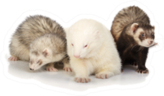 Three Ferrets Posing For Portrait Sticker