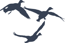 Three Flying Ducks Birds Sticker