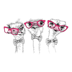 Three Funny Ostriches Friends Sticker