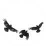 Three Isolated Carrion Crows In Flight Sticker