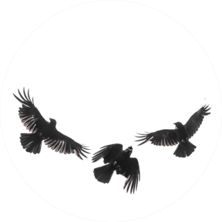 Three Isolated Carrion Crows In Flight Sticker