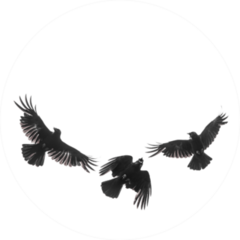 Three Isolated Carrion Crows In Flight Sticker