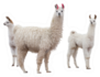 Three Llamas Sticker