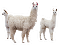 Three Llamas Sticker