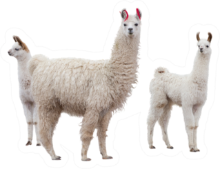 Three Llamas Sticker