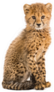 Three Months Old Cheetah Cub Sitting Sticker