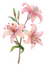 Three Pink Watercolor Lilies Isolated Sticker