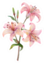 Three Pink Watercolor Lilies Isolated Sticker