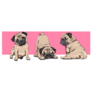 Three Pugs On Pink Sticker