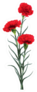 Three Red Carnations Flowers Standing Tall Sticker