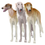 Three Sighthound Dogs Sticker