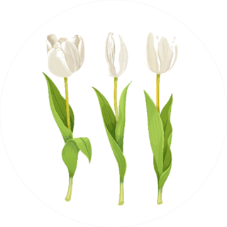 Three White Flowers Tulips Sticker