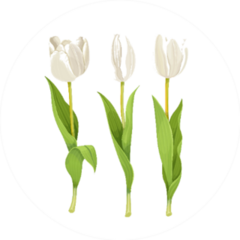 Three White Flowers Tulips Sticker