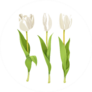 Three White Flowers Tulips Sticker