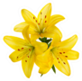 Three Yellow Lily Flowers Sticker