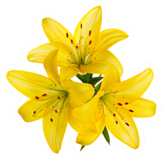 Three Yellow Lily Flowers Sticker