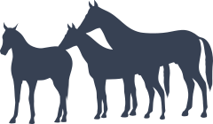 Three Young Horses Sticker