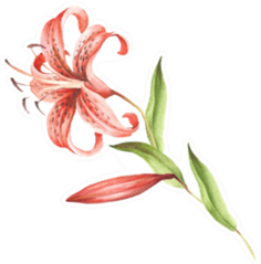 Tiger Lily Watercolor Illustration Sticker