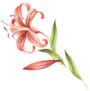 Tiger Lily Watercolor Illustration Sticker