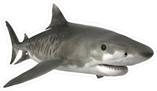 Tiger Shark Swimming Sticker