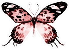 Tiger Snowtail Black & Red Butterfly Sticker