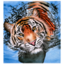 Tiger Swimming Sticker