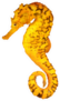 Tigertail Seahorse Sticker