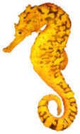 Tigertail Seahorse Sticker