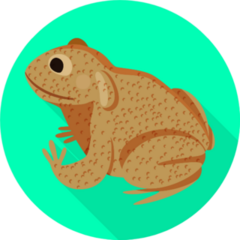 Toad On Bright Background Sticker