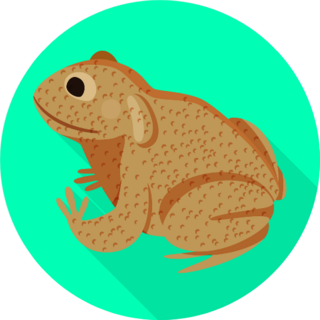 Toad On Bright Background Sticker