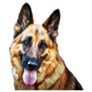 Tongue Out German Shepherd Sticker
