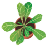 Top View of Fiddle Leaf Fig Indoor Plant Sticker
