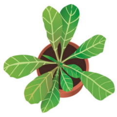 Top View of Fiddle Leaf Fig Indoor Plant Sticker