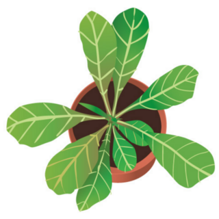 Top View of Fiddle Leaf Fig Indoor Plant Sticker