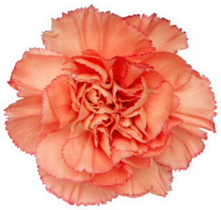 Top View Of Orange Carnation Flower Isolated Sticker