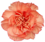 Top View Of Orange Carnation Flower Isolated Sticker