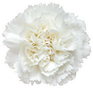 Top View Of White Carnation Flower Sticker