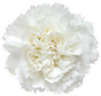 Top View Of White Carnation Flower Sticker