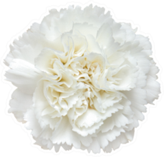 Top View Of White Carnation Flower Sticker