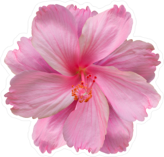 Top View Pink Hibiscus Flower Sticker
