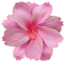 Top View Pink Hibiscus Flower Sticker
