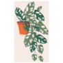 Trailing Swiss Cheese Indoor Plant Sticker