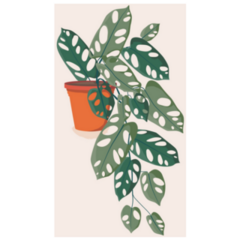 Trailing Swiss Cheese Indoor Plant Sticker