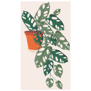 Trailing Swiss Cheese Indoor Plant Sticker