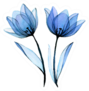 Transparent Blue Flowers Tulips Sticker