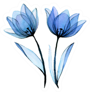 Transparent Blue Flowers Tulips Sticker